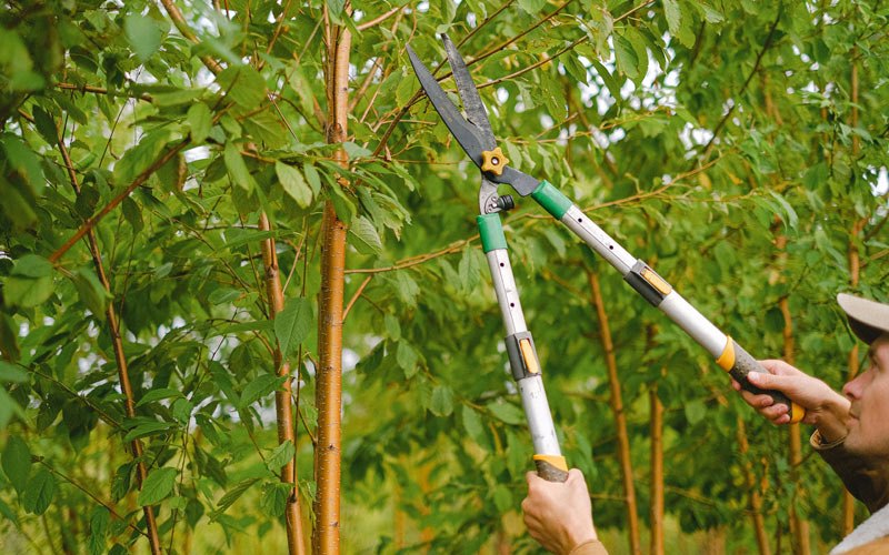 Tree trimming in Mercedita, PR